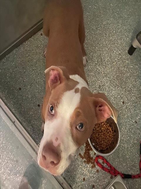Photo of Nemo, adoptable Pit Bull Terrier in Garland, Texas