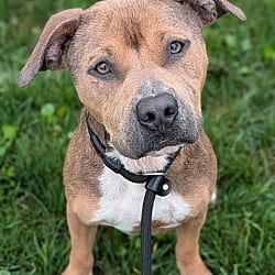 Photo of Rio, adoptable Pit Bull Terrier Shepherd (Unknown Type) in Lyons, New York