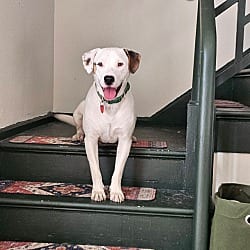 Photo of Hobie, adoptable American Bulldog Staffordshire Bull Terrier in Boulder, Colorado