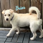 Photo of Briar #cheerfully-outgoing, adoptable Miniature Schnauzer in HOUSTON, Texas