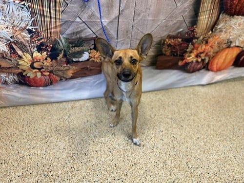 Photo of Odin, adoptable Chihuahua in Miami, Florida