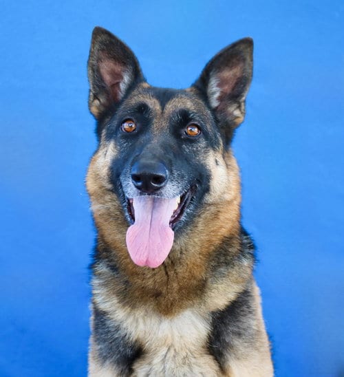 Photo of Kera, adoptable German Shepherd Dog in Pasadena, California