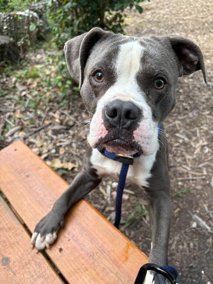 Photo of Seven Brew, adoptable dog in Baltimore, Maryland