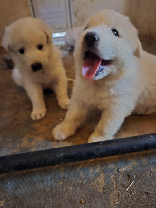 Photo of Cheddar Spud, adoptable Great Pyrenees in Spring, Texas