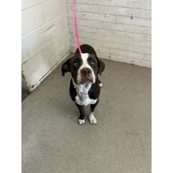 Photo of Bert, adoptable Labrador Retriever in San Bernardino, California