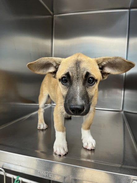 Photo of Max, adoptable Cardigan Welsh Corgi in San Pedro, California