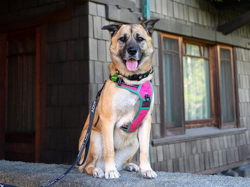 Photo of Kona, adoptable German Shepherd Dog in Pasadena, California