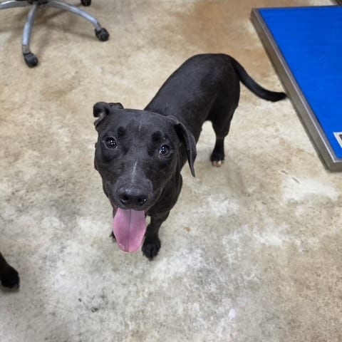 Photo of Tesla - 071506U, adoptable Retriever, Labrador / Mix in Tupelo, Mississippi