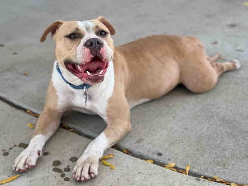 Photo of Carmela, adoptable Pit Bull Terrier in Bonita, California