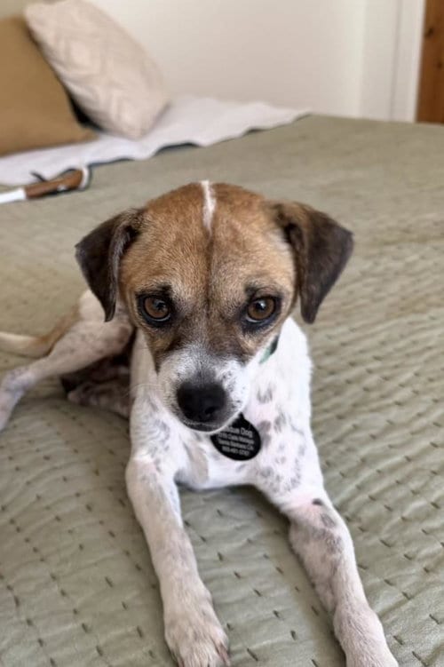 Photo of Maria, adoptable Chihuahua in Santa Barbara, California