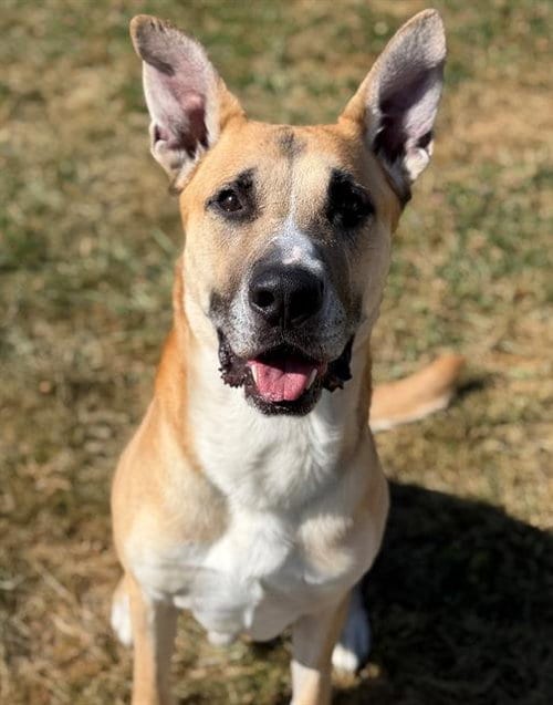 Photo of Pluto, adoptable German Shepherd Dog in Fairfield, California