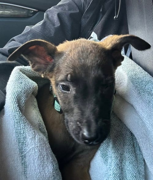 Photo of Disney Dogs - Dante, adoptable Belgian Shepherd Malinois in Imlay City, Michigan