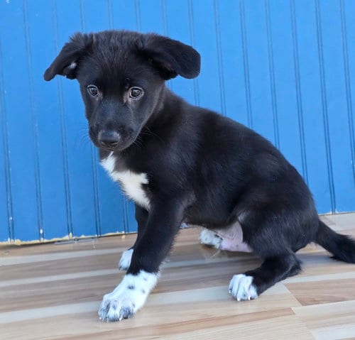 Photo of Ernest, adoptable Labrador Retriever in Sedalia, Colorado