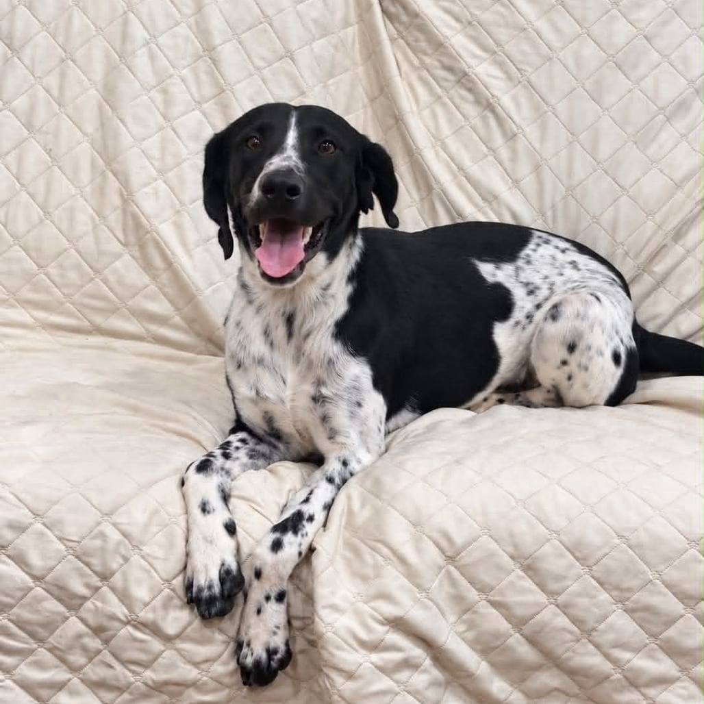 Photo of Brewer, adoptable Mixed Breed (Medium) / Mixed Breed (Medium) in Alma, Wisconsin