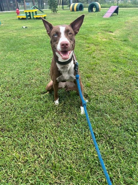 Photo of Mindy, adoptable Australian Kelpie in Winter Haven, Florida