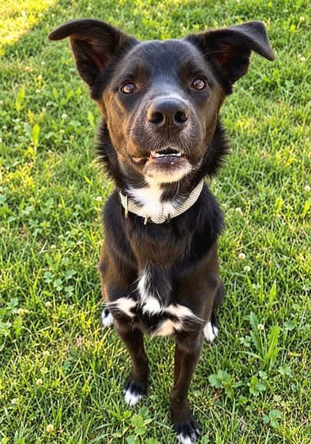 Photo of Bella, adoptable German Shepherd Dog in Sacramento, California