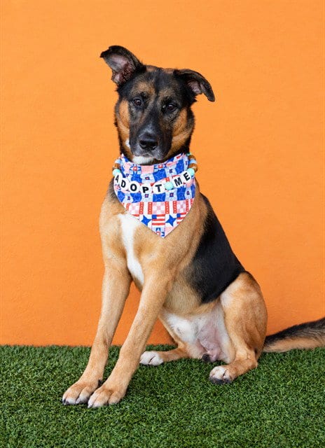 Photo of Codey, adoptable German Shepherd Dog in Miami, Florida