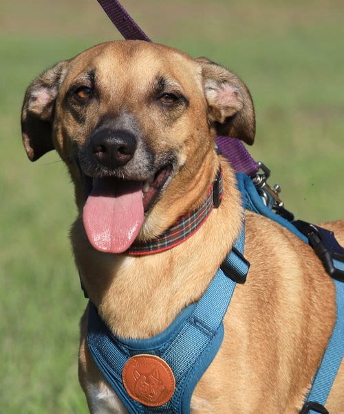 Photo of Levi, adoptable Terrier in North Fort Myers, Florida