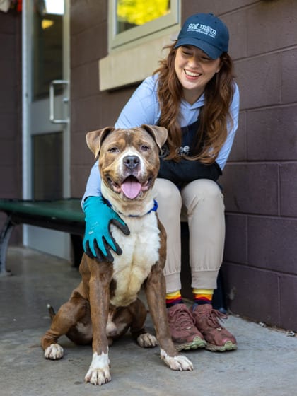 Photo of Maui, adoptable dog in Chamblee, Georgia