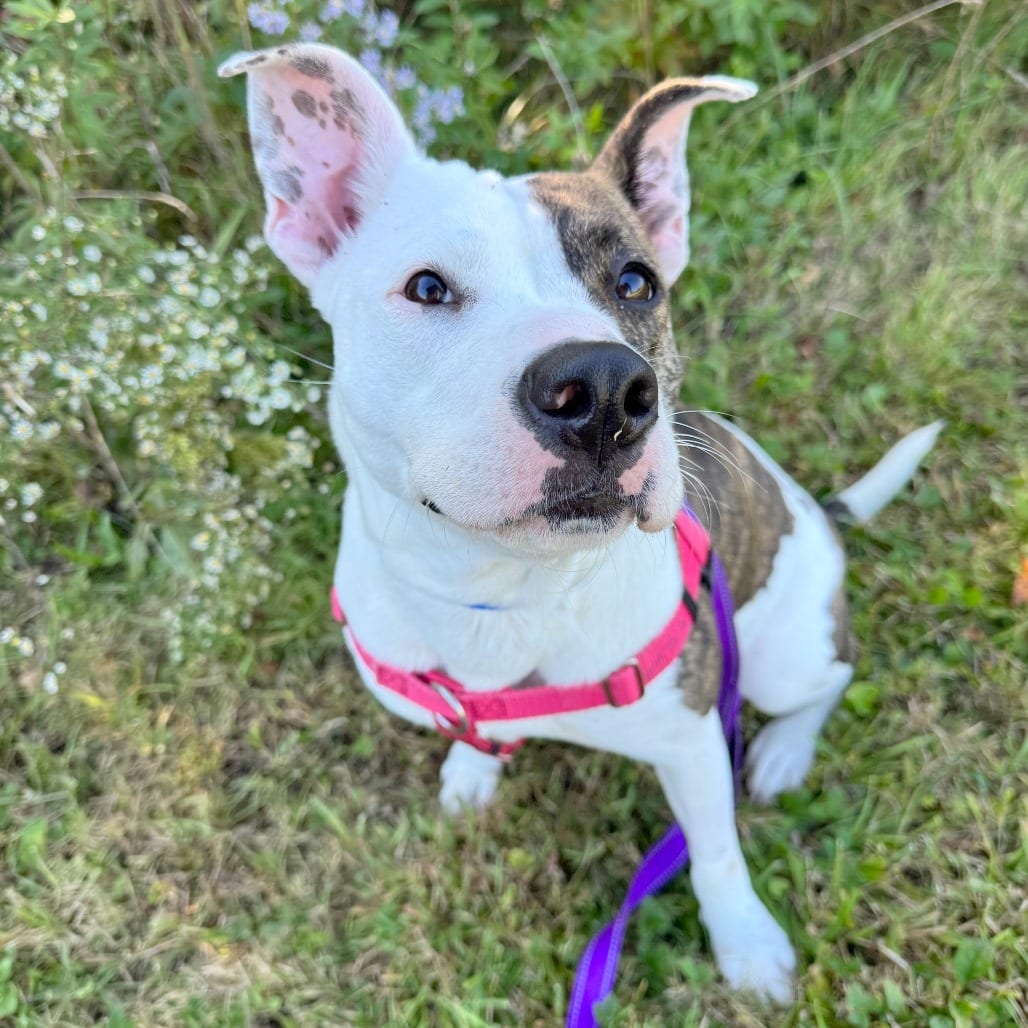 Photo of Pippi, adoptable Mixed Breed (Medium)