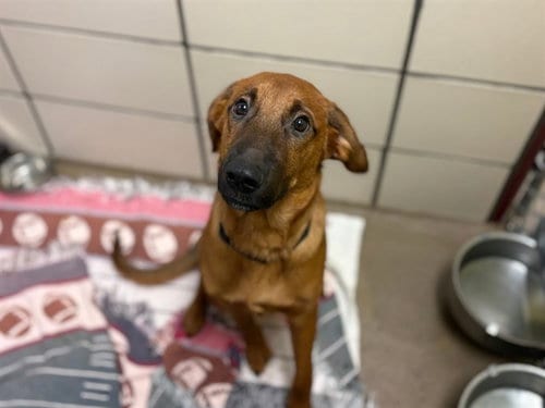 Photo of Dipper, adoptable Labrador Retriever in Fort Wayne, Indiana