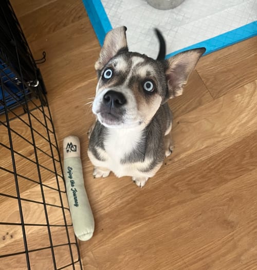 Photo of Madison, adoptable Husky in Brooklyn, New York