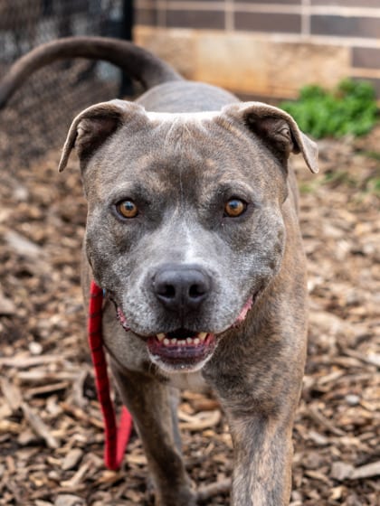 Photo of Linkin Park, adoptable dog in Chamblee, Georgia