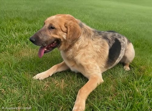 Photo of Patch, adoptable Anatolian Shepherd in Lancaster, California