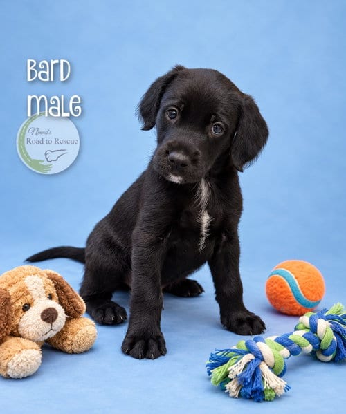 Photo of Bard, adoptable Poodle (Standard) in Benton, Louisiana