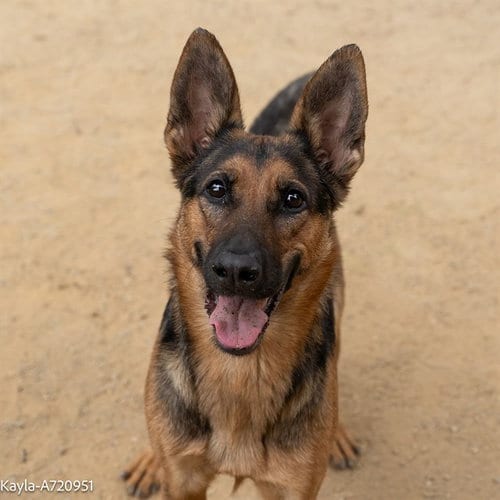 Photo of Hennesy, adoptable German Shepherd Dog in Sacramento, California