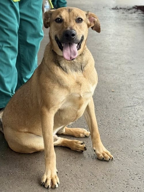 Photo of Ranger, adoptable Terrier in Royal Palm Beach, Florida
