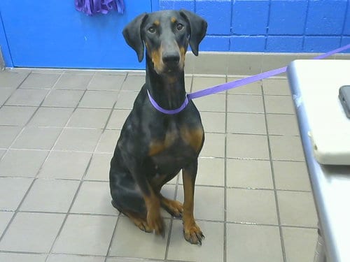 Photo of Constance, adoptable Doberman Pinscher in Albuquerque, New Mexico