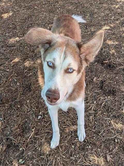 Photo of Blackberry, adoptable Husky in Plano, Texas