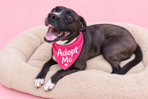 Photo of Jenny, adoptable American Staffordshire Terrier in Inglewood, California