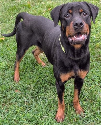 Photo of Kima, adoptable Rottweiler in Akron, Ohio