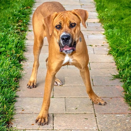 Photo of Bailey, adoptable Mastiff in St Louis, Missouri