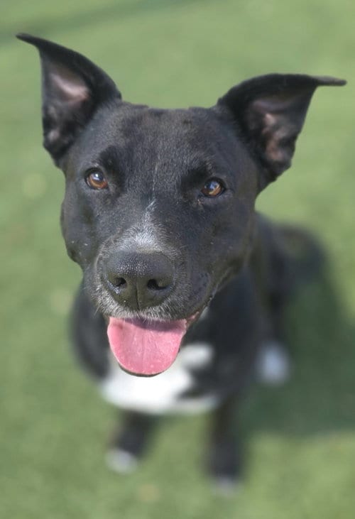 Photo of Carly, adoptable Pit Bull Terrier in Little Elm, Texas