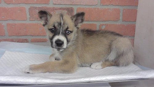 Photo of Sarren, adoptable Siberian Husky in Houston, Texas