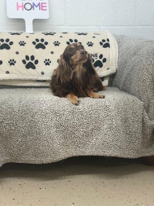 Photo of Buddy, adoptable Dachshund in York, South Carolina