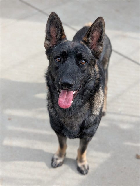 Photo of Kenny Rogers, adoptable German Shepherd Dog in Sacramento, California