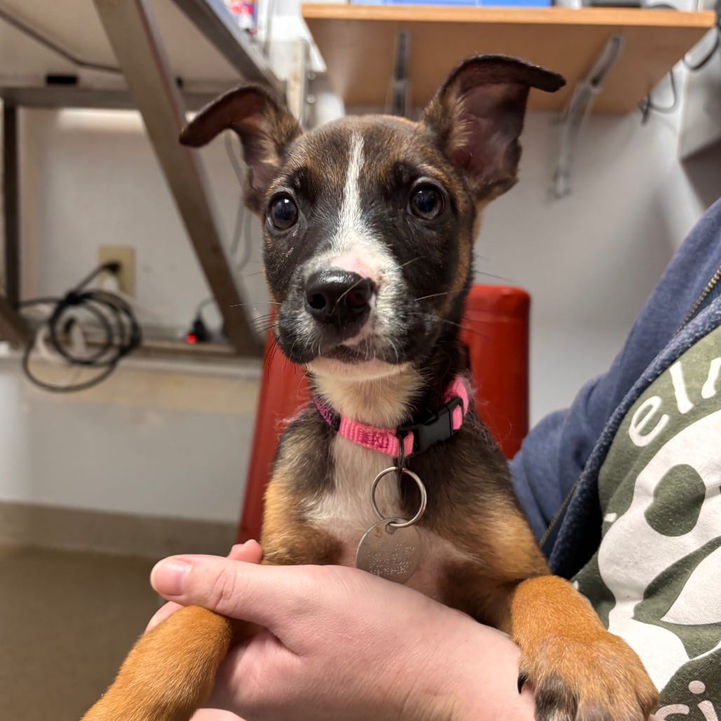 Photo of Arwen, adoptable Mixed Breed (Medium) in Brookfield, Wisconsin