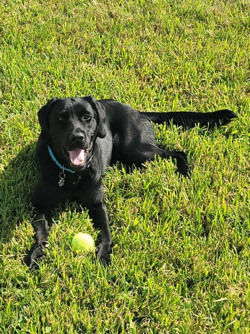 Photo of Psalm, adoptable Labrador Retriever in Orlando, Florida