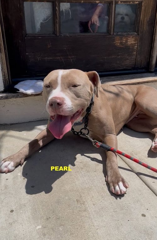Photo of Pearl, adoptable Staffordshire Bull Terrier in Woodland Hills, California