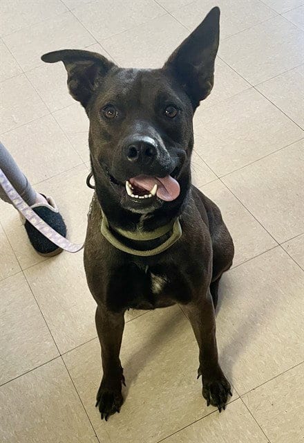 Photo of Gus, adoptable Pit Bull Terrier in Killeen, Texas