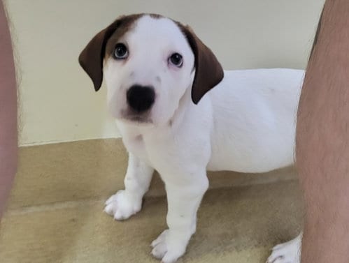 Photo of Chai, adoptable Hound in Chapel Hill, North Carolina