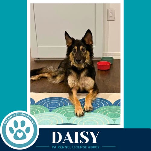 Photo of Daisy (Mom to the Triple D's) 101726, adoptable German Shepherd Dog in Kimberton, Pennsylvania