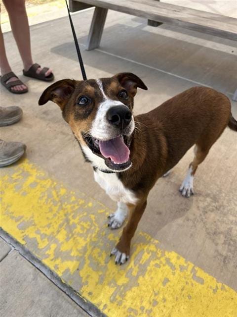 Photo of Arthur, adoptable Terrier in San Antonio, Texas