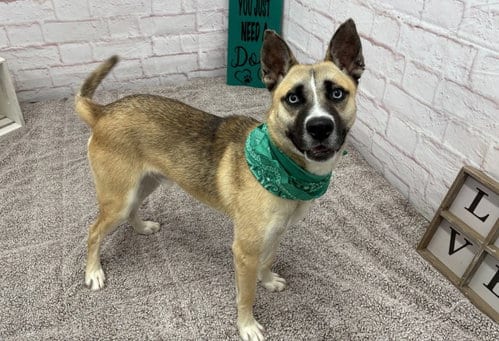 Photo of Jack White, adoptable German Shepherd Dog in Detroit, Michigan