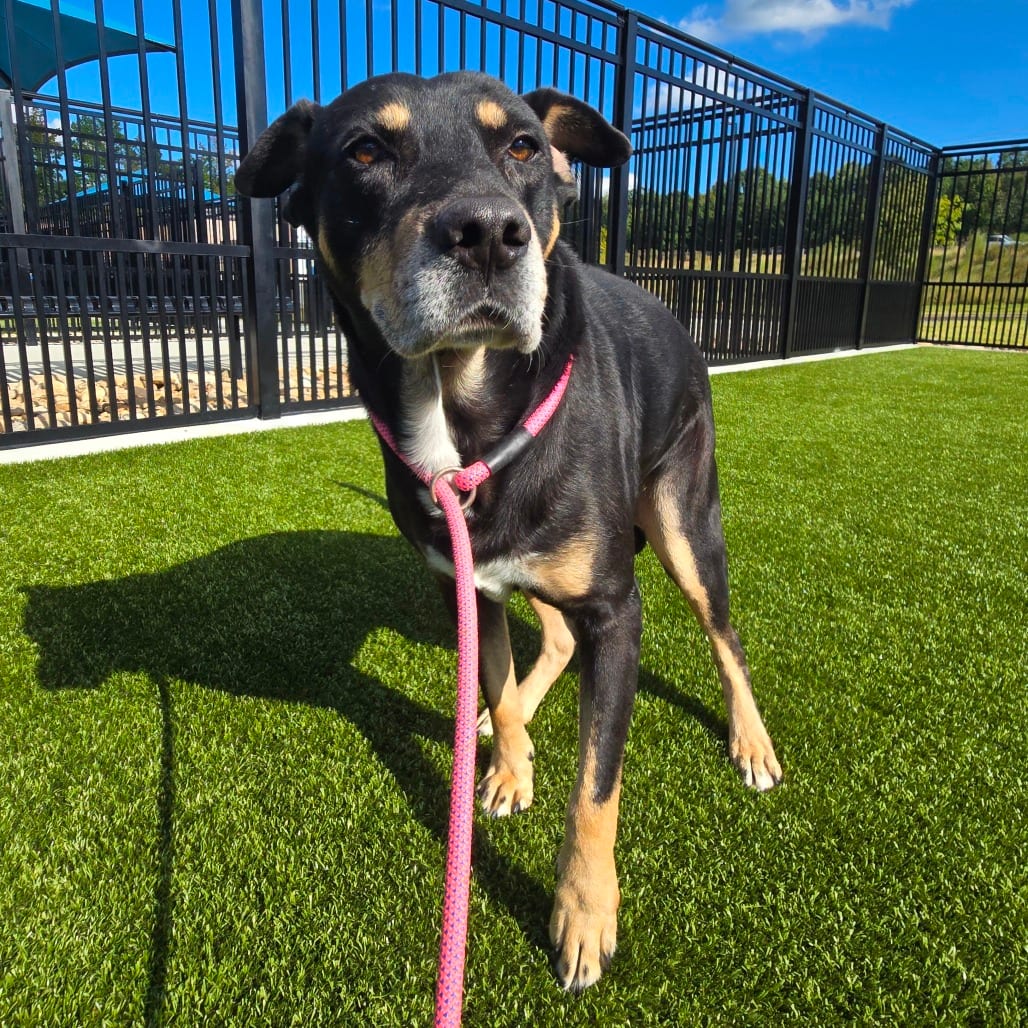 Photo of Colt, adoptable Retriever, Labrador / Rottweiler in Spartanburg, South Carolina