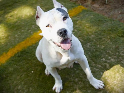 Photo of Cassie, adoptable American Pit Bull Terrier in Tallahassee, Florida